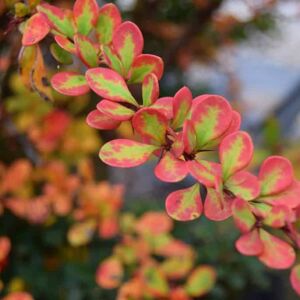 Berberis thunbergii 30-40 cm